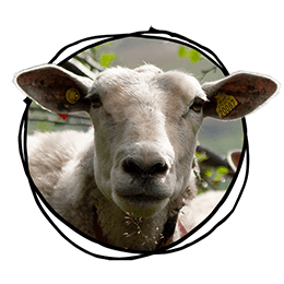Sheep wool beanies