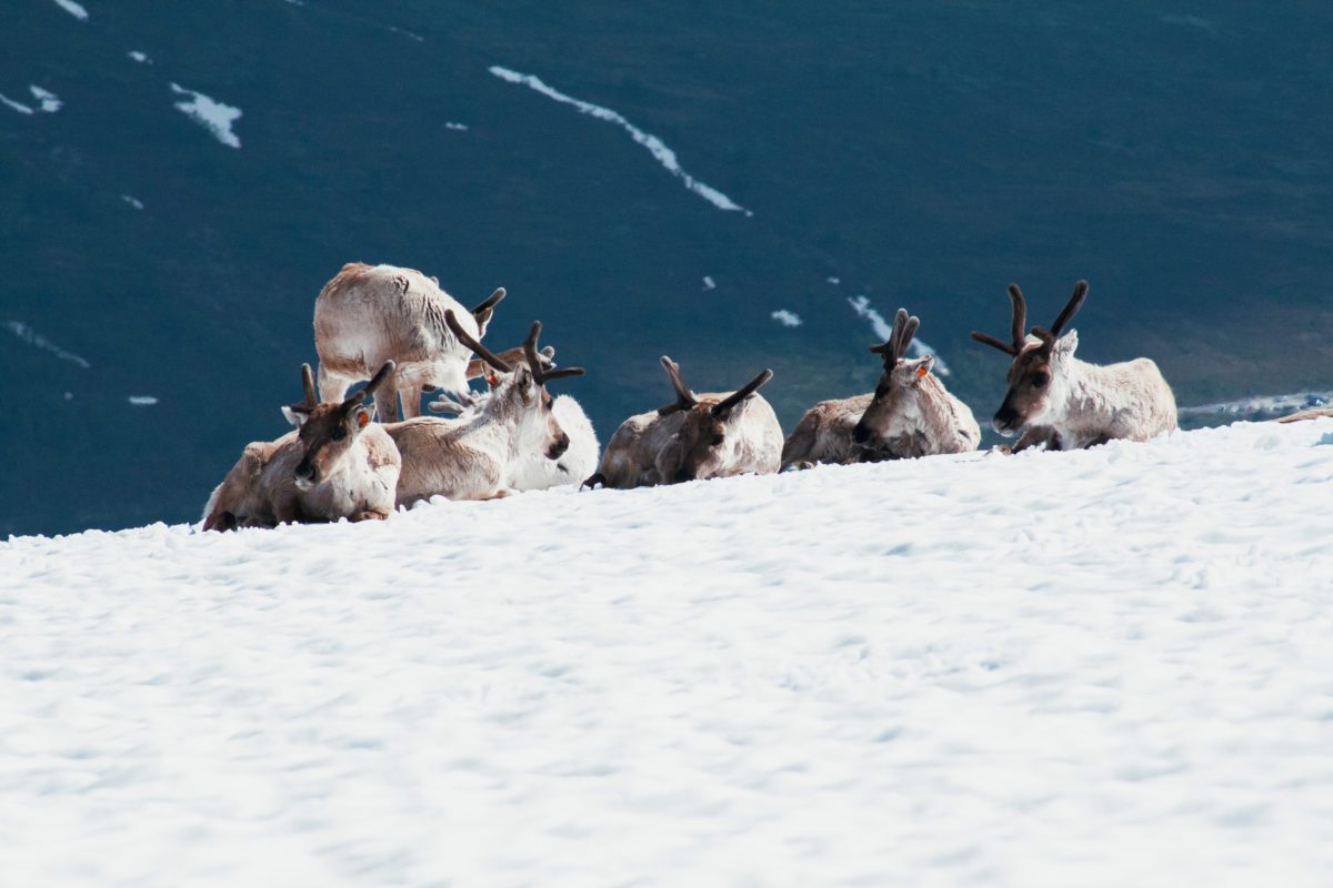 Reindeer at Besseggen.