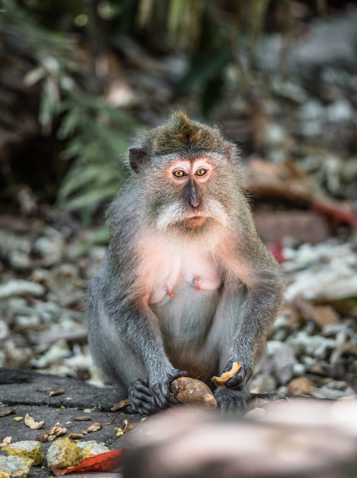 Långsvansad makak,Sacred Monkey Temple Sanctuary, Bali
