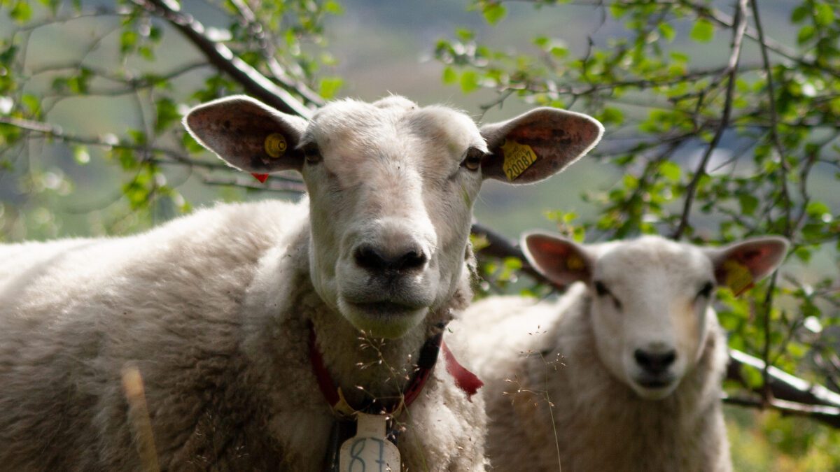 Sheep wool in Norwegian mountans