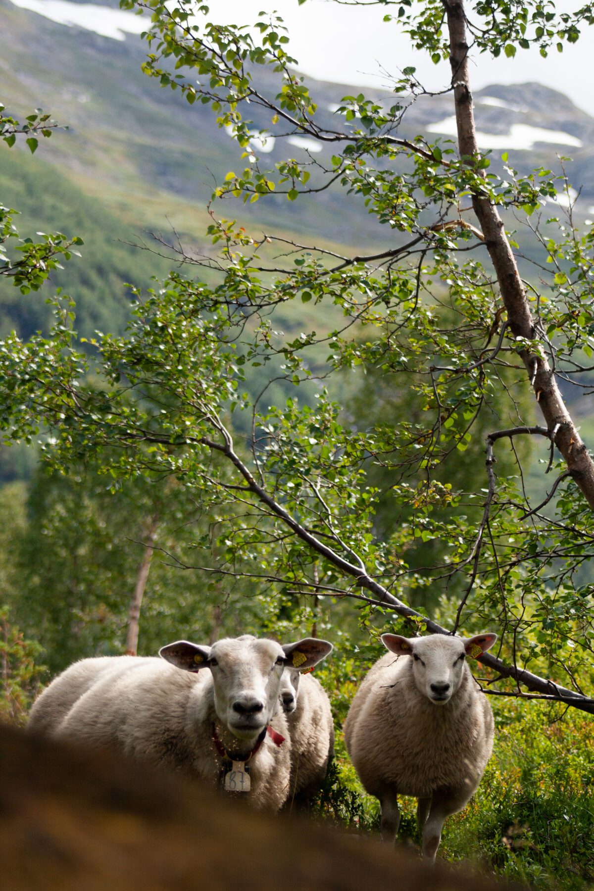 A family of sheep Røldal, Norway.