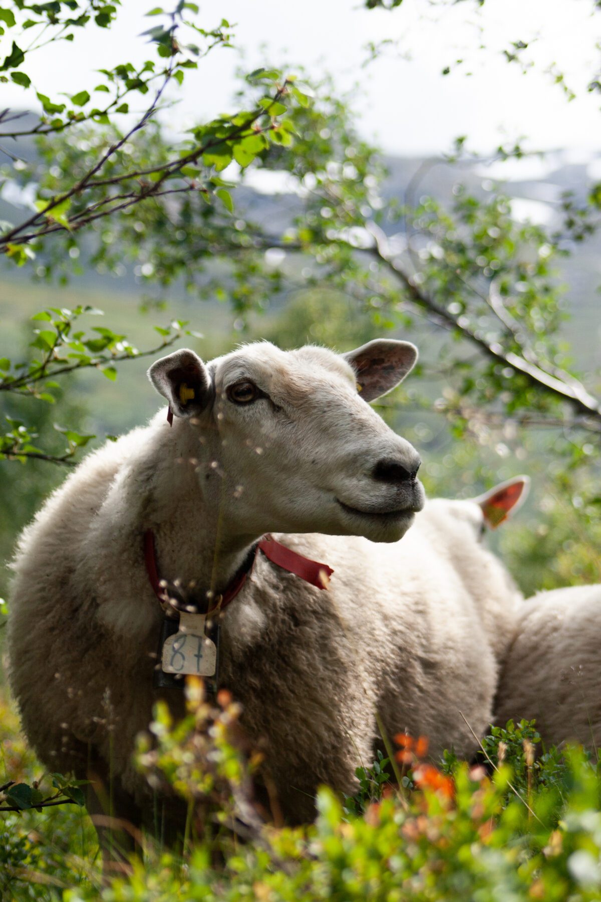 Sheep in Røldal, Norway.